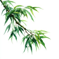 Naklejka premium Serene Watercolor Bamboo Branch Illustration on White Background with Lush Green Leaves