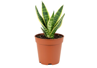 Fototapeta premium A vibrant snake plant in a terracotta pot, showcasing lush green leaves against a white background