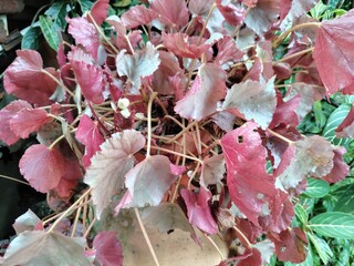 Dense silver-red begonia leaf ornamental plant. Begonia silver is an ornamental plant with silver...