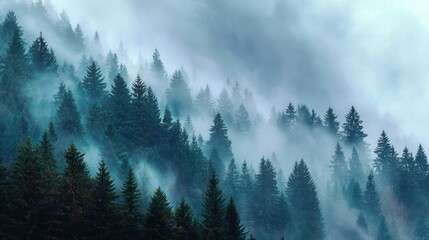 Misty mountain forest.  Dense pines shrouded in a light, ethereal fog, rising in layers