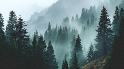 Obraz premium Misty mountain forest. Dark, dense trees rise in a misty valley, mountain range in the background