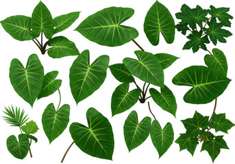 Fototapeta premium Lush green foliage featuring various heart-shaped leaves in a vibrant arrangement