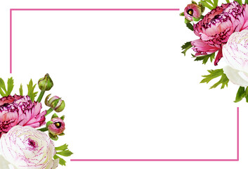Ranunculus flowers, leaves and buds in corner floral arrangements with pink frame isolated on white or transparent background