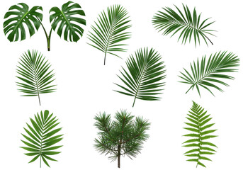 A vibrant collection of tropical leaves arranged artistically on a black background