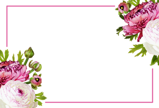 Ranunculus flowers, leaves and buds in corner floral arrangements with pink frame isolated on white or transparent background - Powered by Adobe