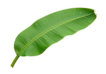 Obraz premium Large green banana leaf isolated on a white background, ideal for nature-themed designs