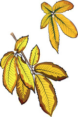 Set of yellow chestnut leaves autumn illustration