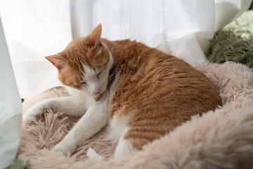 毛づくろいをする猫　茶トラ白	