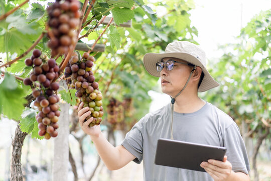 man is working in the vineyard - Powered by Adobe