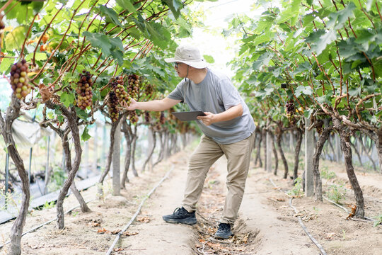 man is working in the vineyard