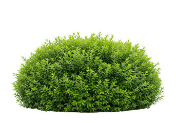 Lush green shrub with dense foliage, set against a neutral background for gardening use