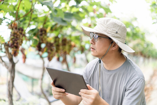man is working in the vineyard