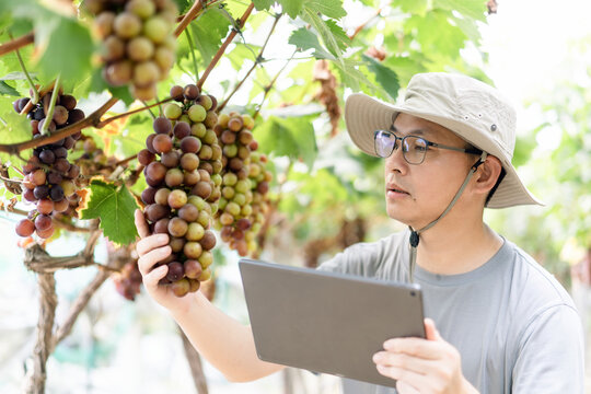 man is working in the vineyard
