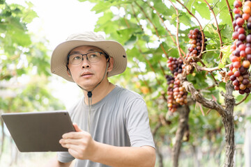 man is working in the vineyard