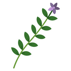  thyme flower on white-background