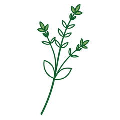 thyme-line art -on-white-background