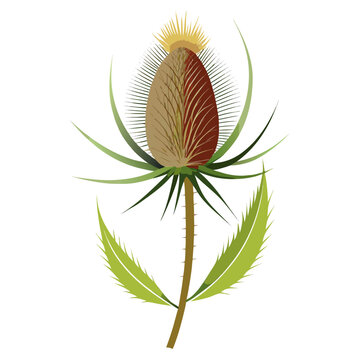  teasel vector on-white-background