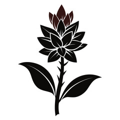 tuberose flower silhouette on white-background