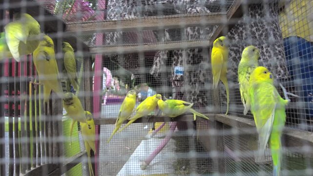 parrot in cage,blue and yellow budgie parrot pet bird - budgerigar parakeet common in the cage in bird farm