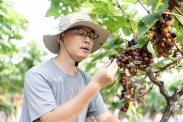 man is working in the vineyard