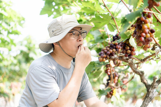 man is working in the vineyard