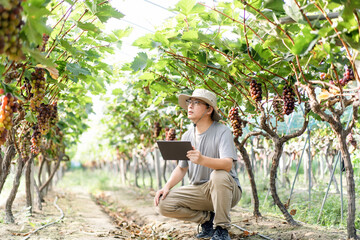 man is working in the vineyard