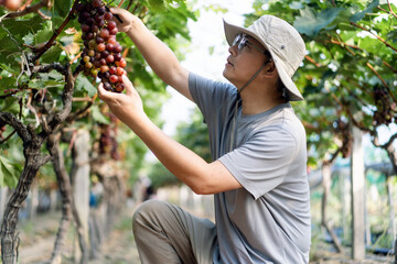 man is working in the vineyard