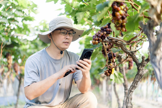 man is working in the vineyard - Powered by Adobe