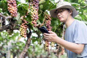 man is working in the vineyard