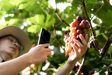 man is working in the vineyard