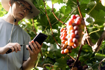 man is working in the vineyard
