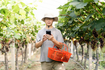 man is working in the vineyard