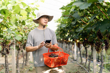 man is working in the vineyard