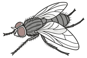 Detailed Illustration of a Fly with Intricate Wing Veins and Bristled Legs Vector