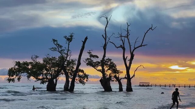 Dancing mangrove tree growing in the middle of the sea near the beach shore. Sunset View. Beautiful vertical view. North Mollucas, Ternate, Indonesia