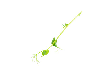 Fresh green pea pods with green peas isolated on white background. Sweet green peas. Green pea beans vegetables. Vegan. healthy vegetable