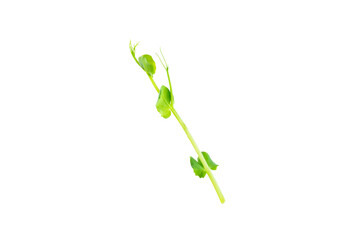 Fresh green pea pods with green peas isolated on white background. Sweet green peas. Green pea beans vegetables. Vegan. healthy vegetable