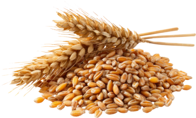 Golden wheat grain and stalk pile for natural, wholesome food background