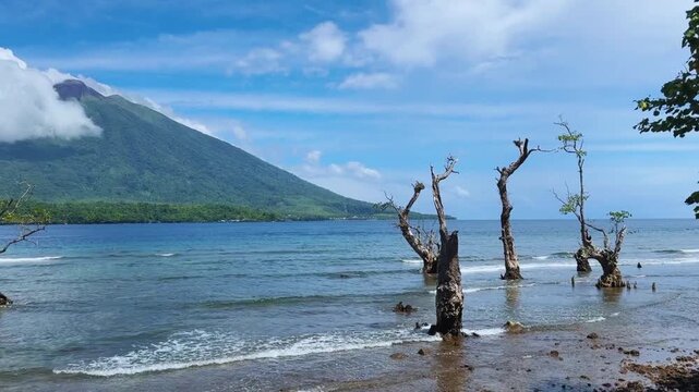Dancing mangrove tree growing in the middle of the sea near the beach shore with Mountain in the background. Sunny Day View. Beautiful portrait view. North Mollucas, Ternate, Indonesia