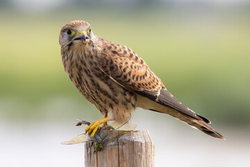Kestrel on a pole