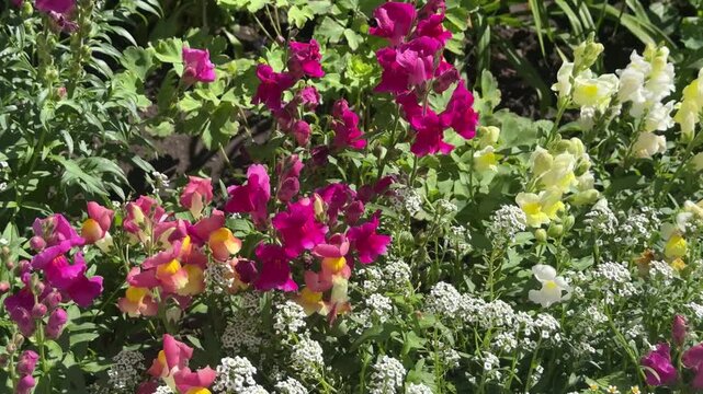 Vibrant summer flowerbed with deep pink snapdragons and white sweet alyssum swaying in breeze. Lush mixed border, cottage garden style.