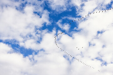 Flock of geese flying in the sky heading south