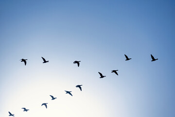 Flock of migratory geese flying in v formation on a blue sunny sky © Lars Johansson