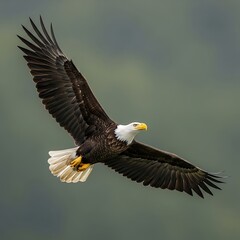 Fototapeta premium Majestic bald eagle in flight against a muted background.