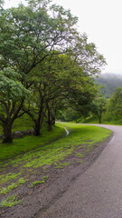 A road with green trees on a rainy day in Sri Lanka