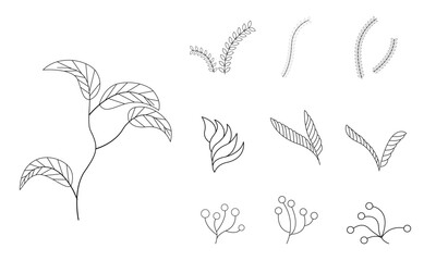 Botanical arts. Hand drawn continuous line drawing of abstract flower, floral, rose, tropical leaves, spring and autumn leaf, bouquet of olives. Vector illustration
