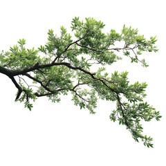 Fototapeta premium Dreamy Tree Branch with Unique Colored Foliage