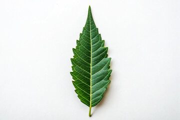 Single Green Neem Leaf Isolated White Background single leaf