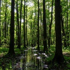 Obraz premium Lush forest with a stream