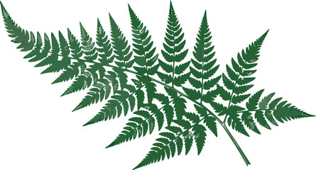Green fern leaf vector illustration on white background, nature concept
